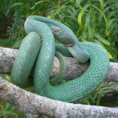 male bicolor.jpg [42 Kb]